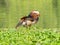 Mandarin duck Aix galericulata