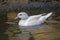 Mandarin Duck, Aix galericulata, an albino subject