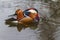 Mandarin Duck - Aix galericulata - A colorful duck swims on water and its image is reflected in the water