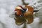 Mandarin Duck - Aix galericulata - A colorful duck swims on water and its image is reflected in the water