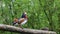 The mandarin duck, Aix galericulata at a lake in Munich, Germany