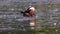The mandarin duck, Aix galericulata at a lake in Munich, Germany