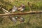 Mandarin duck Aix galericulata perching couple water reflection colours