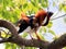 Mandarin duck in camphor tree