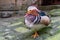 Mandarin Duck in Captivity: A Vibrant and Beautiful Display at the Zoological Park