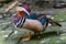 Mandarin Duck in Captivity: A Vibrant and Beautiful Display at the Zoological Park