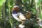 Mandarin Duck Close Up, Colorful Bird Photography, Exotic Outdoor Wildlife