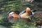 Mandarin Duck Drinking Water On A Pond