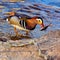 Mandarin duck with a fish in his beak