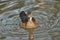 Mandarin duck floating on the pond. Bird Breeding and decorative