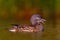 Mandarin duck floating on the water