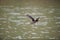 Mandarin duck flying over a lake