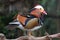 Mandarin Duck Male