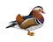 Mandarin duck from a splash of watercolor, colored drawing, realistic