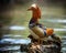 Mandarin Duck Standing on Rock