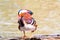 Mandarin duck standing on the timber in the lake