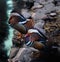 Mandarin duck swimming on pond. Waterfowl bird.