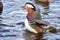 A Mandarin duck   tends to its feather and splashes in the lake .