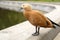 Mandarin duck walking on curb in city park. Wild waterfowl with orange-brown plumage on background of pond.