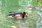 A mandarin duck washing water in the wild