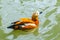 Mandarin duck in the water