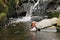 Mandarin duck on the wild brook