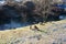 Mandarin ducks, mallard ducks and a young mute swan living along the Wuhle river with snowy shores in January. Berlin, Germany