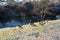 Mandarin ducks, mallard ducks and a young mute swan living along the Wuhle river with snowy shores in January. Berlin, Germany