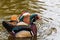 Mandarin ducks on a pond