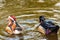 Mandarin ducks on a pond