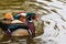 Mandarin ducks on a pond