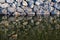 Mandarin ducks on pond or river, five mandarin ducks on lake while sleeping on green lake on stone wall background, stone wall nic