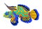 Mandarin fish, flat cartoon realistic drawing, hand drawn sea animal, maritime character. Bright multi-colored blue emerald orange