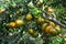 Mandarin fruits on the tree