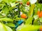 mandarin fruits on a tree, background, Ripe tangerines on a tree branch