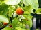 mandarin fruits on a tree, background, Ripe tangerines on a tree branch