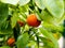 mandarin fruits on a tree, background, Ripe tangerines on a tree branch