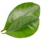 Mandarin leaves isolated on a white background