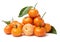 The mandarin orange Citrus reticulata, also known as the mandarin or mandarine