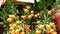 A mandarin orange plant commonly seen during Chinese Lunar new year on display