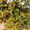 Mandarin orange. Tree full of a ripe fruits