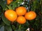 Mandarin orange. Tree full of a ripe fruits