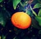 Mandarin orange. Tree full of a ripe fruits