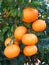 Mandarin orange. Tree full of a ripe fruits grows on the citrus plantation