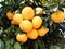 Mandarin orange. Tree full of a ripe fruits grows on the citrus plantation