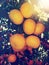 Mandarin orange. Tree full of a ripe fruits grows on the citrus plantation