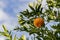 The mandarin orange on the tree in garden