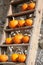 Mandarin Pumpkins On A Ladder