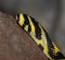 Mandarin rat snake