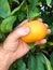 Mandarin ripe fruit grow on a tree branch. Farmer supervisor touches and tests fruits